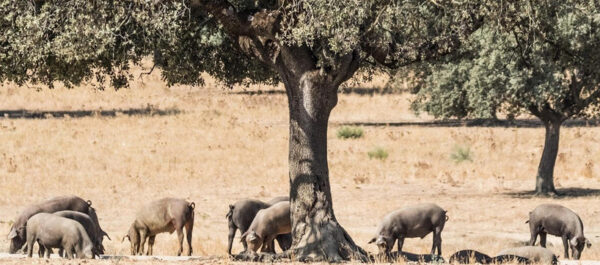 Le cochon ibérique