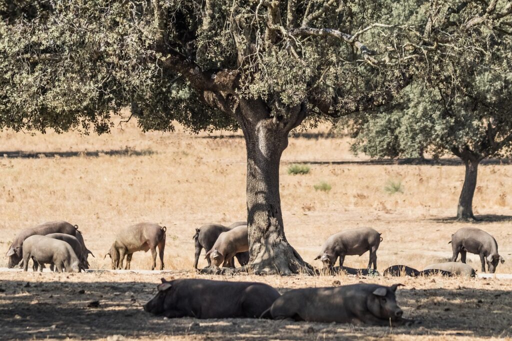 Cochons ibériques élevés en liberté