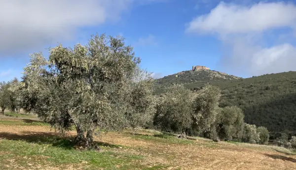 huile olive extra vierge espagnole