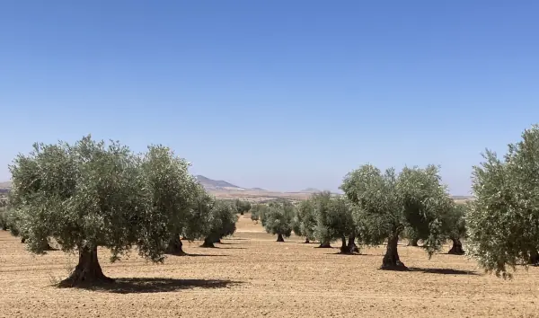 oliviers dans la mancha