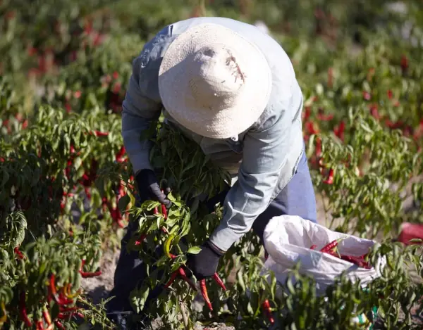 culture du pimenton de la vera