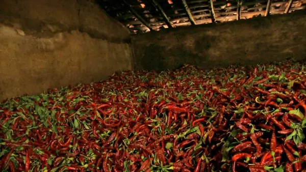 séchage du pimenton de la vera