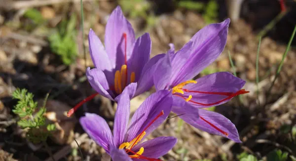 fleurs de safran AOP de la Mancha